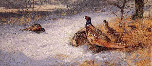 Archibald Thorburn Pheasants in the Snow